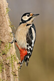 Image. Great Spotted Woodpecker