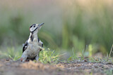 Image. Great Spotted Woodpecker