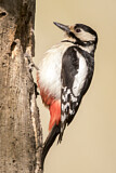 Image. Great Spotted Woodpecker