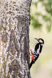 Image. Great Spotted Woodpecker
