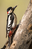 Image. Great Spotted Woodpecker