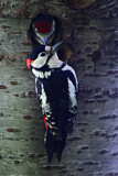 Image. Great Spotted Woodpecker