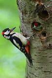 Image. Great Spotted Woodpecker