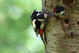 Image. Great Spotted Woodpecker