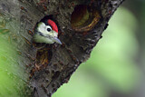 Image. Great Spotted Woodpecker