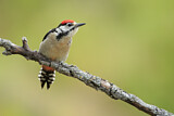Image. Great Spotted Woodpecker