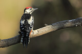 Image. Great Spotted Woodpecker