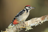 Image. Great Spotted Woodpecker