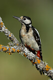 Image. Great Spotted Woodpecker