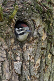 Image. Great Spotted Woodpecker
