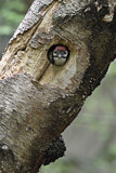 Image. Great Spotted Woodpecker