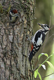 Image. Great Spotted Woodpecker