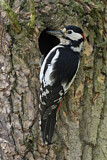Image. Great Spotted Woodpecker