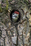 Image. Great Spotted Woodpecker