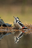 Image. Great Spotted Woodpecker