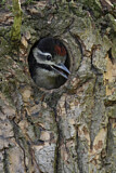 Image. Great Spotted Woodpecker