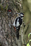 Image. Great Spotted Woodpecker