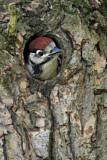 Image. Great Spotted Woodpecker