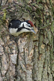 Image. Great Spotted Woodpecker