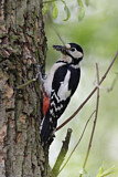 Image. Great Spotted Woodpecker