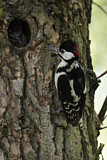 Image. Great Spotted Woodpecker