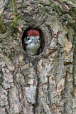 Image. Great Spotted Woodpecker