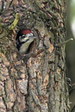 Image. Great Spotted Woodpecker