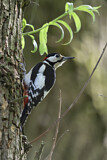 Image. Great Spotted Woodpecker