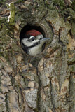 Image. Great Spotted Woodpecker