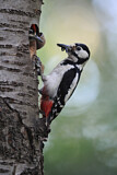 Image. Great Spotted Woodpecker