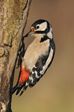 Image. Great Spotted Woodpecker
