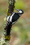 Image. Great Spotted Woodpecker