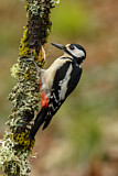 Image. Great Spotted Woodpecker
