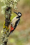Image. Great Spotted Woodpecker