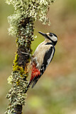 Image. Great Spotted Woodpecker