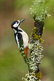 Image. Great Spotted Woodpecker