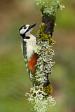 Image. Great Spotted Woodpecker