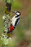 Image. Great Spotted Woodpecker