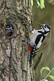 Image. Great Spotted Woodpecker