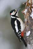 Image. Great Spotted Woodpecker