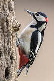 Image. Great Spotted Woodpecker
