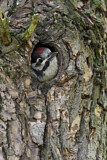 Image. Great Spotted Woodpecker