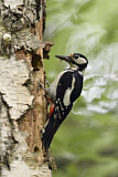 Image. Great Spotted Woodpecker
