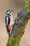 Image. Great Spotted Woodpecker