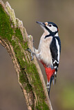 Image. Great Spotted Woodpecker