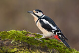 Image. Great Spotted Woodpecker
