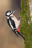 Image. Great Spotted Woodpecker