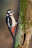 Image. Great Spotted Woodpecker