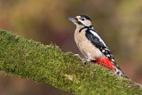 Image. Great Spotted Woodpecker