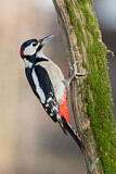 Image. Great Spotted Woodpecker